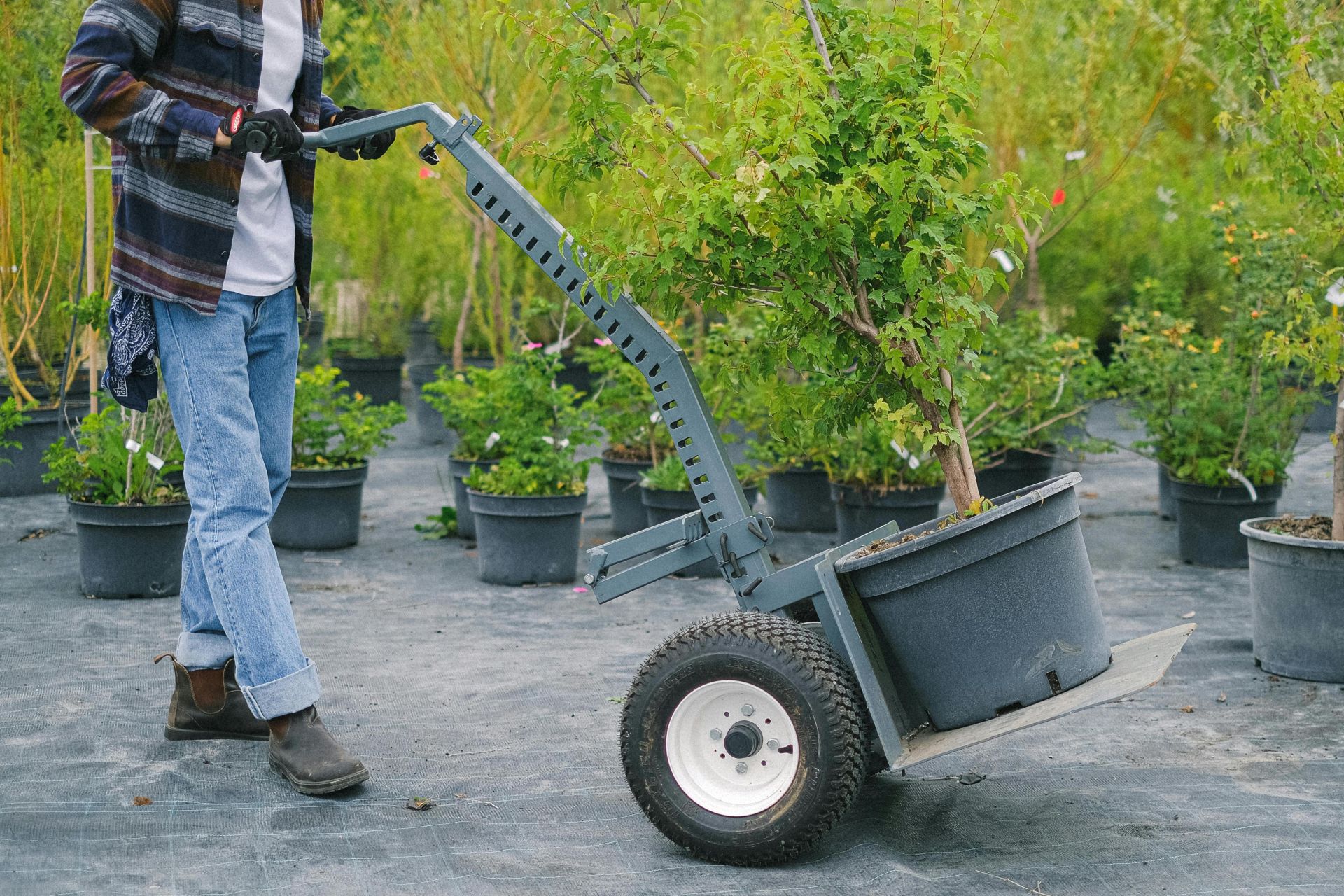 A gardener moving potted plants using a hand trolley in an outdoor nursery.