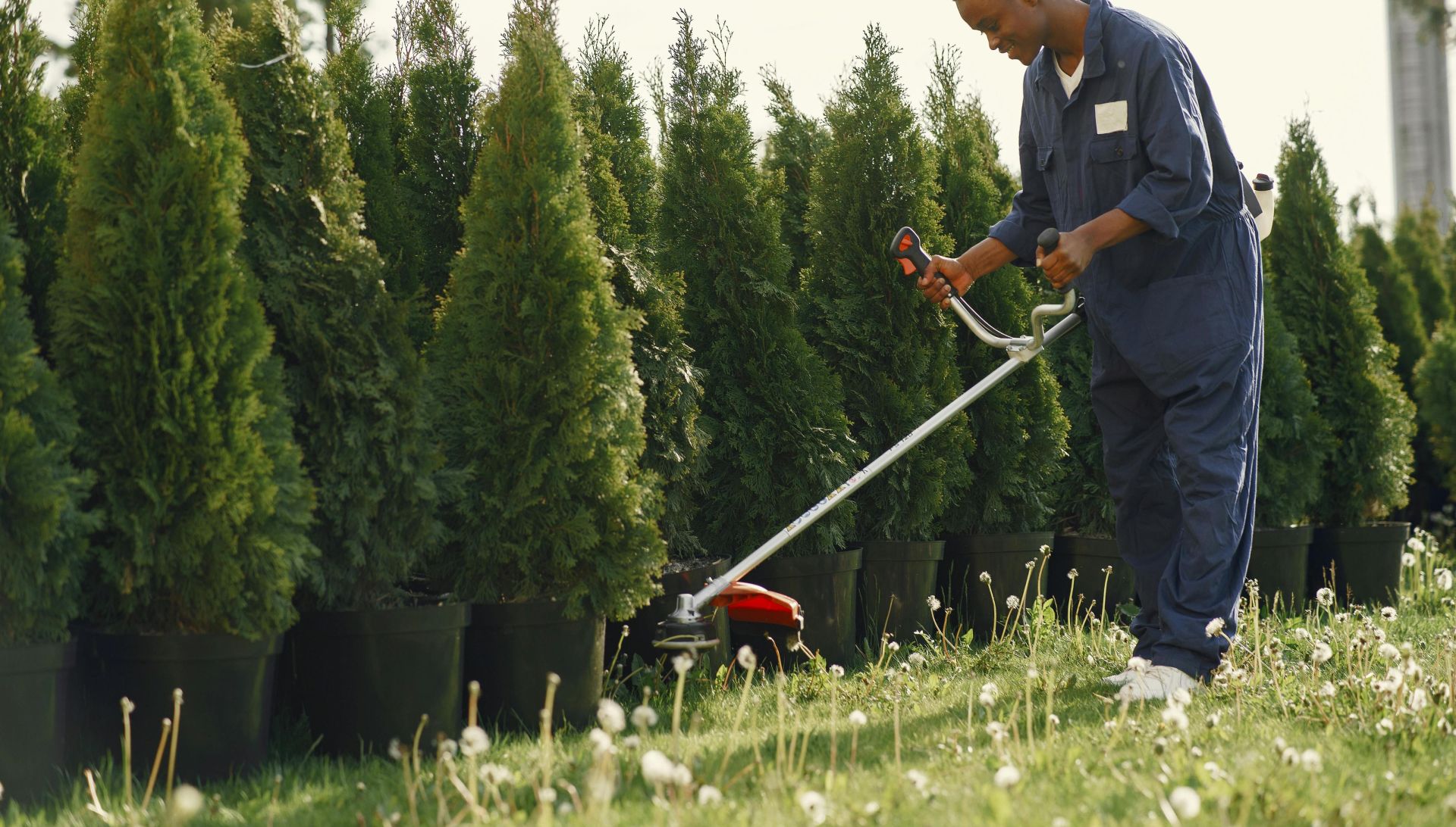 Man using grass cutter to trim trees in a sunny outdoor garden.